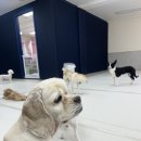 댕댕가르텐 강아지애견유치원호텔 이미지