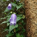 금강초롱 이미지