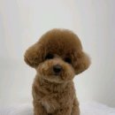 헤이멍멍 애견미용호텔 이미지