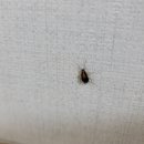 형우식품 | 바퀴벌레 새끼 유충 약충 퇴치 인천 부평구 청천동 빌라 온크린 방역업체 후기