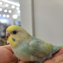 레인보우 앵무카페