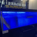 황제코다리 | 신설동 &#34;황제코다리삼겹살&#34; 후기 워터에이징 삼겹살 신설동 맛집