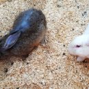 우화 목장 이미지