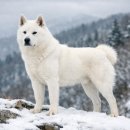 강인축산 | 호랑이 사냥꾼의 반전? 풍산개가 사실 '최고의 애교견'인 이유