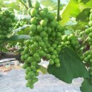 금당농장 이미지