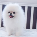 엔젤스펫