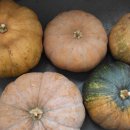 옥천농장 이미지