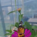 아모르민박 이미지