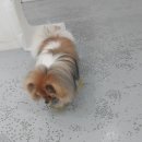 주)펫더헤븐 이미지