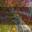 행복나무 이미지