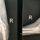 조형선외과동물병원 이미지