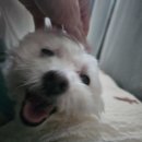 24시 온동물의료센터 | 비장암 간암 질병 사망 개 건강검진 비용 및 총진료비와 펫로스 증후군 / 서면 24시 온동물의료센터 후기