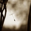 그리움 무 이미지