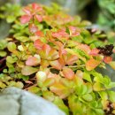 11월이 남기고 간 사랑 :기린초의 단풍..:Kamchatka Sedum, 이미지