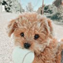 하나동물병원 이미지