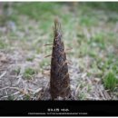 재일농원 | [순천 닭구이][대숲골 농원][낚시카페][순천 맛집추천][순천 여행 먹거리]