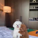 어서오슈 이미지