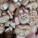 산골버섯 이미지