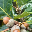 댕그루루 이미지