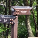 바래봉 철쭉