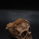 와우펫앤쥬 김해점 이미지