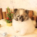 도그마루 강아지 고양이 천안아산점 이미지