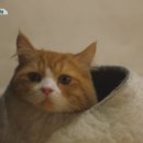 몽이냥이 이미지