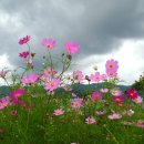 낙동강변9 이미지