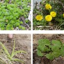 산사랑산약초 이미지