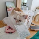 로또식탁 | 하얗고 말간 얼굴의 먼치킨 고양이, 김로또