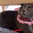 고양이숲 이미지