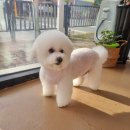 아롱애견미용실 이미지