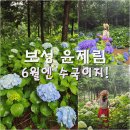 청보라정원 | 전남 보성 가볼만한곳 수국 명소 여행지 윤제림 6월엔 수국이지