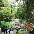 남조로 사려니숲길입구 이미지