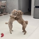 (주)원이시스 | 노이시스 플로리오 F10 Pro 후기 — 반려견 집 청소 루틴이 달라졌다!