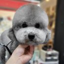 이누펫살롱 이미지