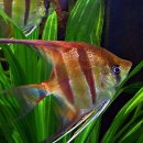 마마우스 이미지