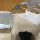 반려식물 테라리움 만들기 이미지