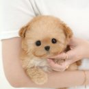 금산애견용품