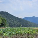 연꽃단지 | 화천 가볼만한곳 연꽃단지, 8월 개화상태·주차·산책 후기