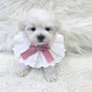 버디독 강아지분양 안심분양센터 시흥점 이미지