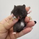 펫엔글라이더 대전점 이미지