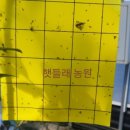 쌍치블루베리 이미지
