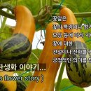 송박사의 꽃 이야기- 색동호박 이미지