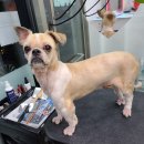 와와리 애견미용 이미지