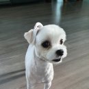 아띠앤펫 이미지