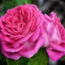 진짜배기 이미지