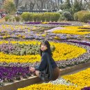 물맞이공원 | 물맞이공원 실시간 벚꽃 개화상황 광주 근교 꽃구경 무안 가볼만한 곳 추천