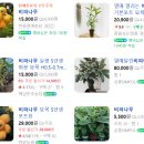 비파이야기 | 비파 구입 생생 후기! 추억 속 달콤함과 비파 효능