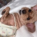 마미펫살롱 이미지